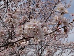 3月30日　うつぶな公園