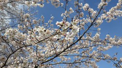 うつぶな公園　3月24日