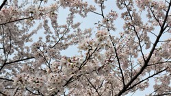 うつぶな公園　3月27日