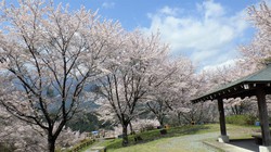 うつぶな公園　3月30日