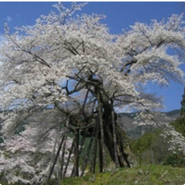 本郷の千年桜