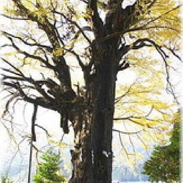 内船八幡神社のイチョウ